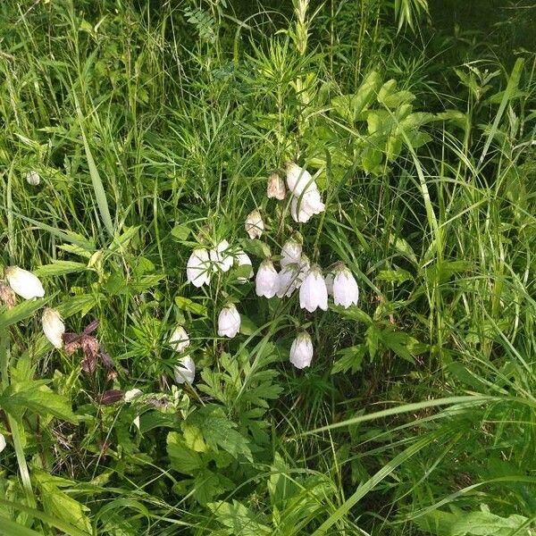 Campanula punctata Цветок