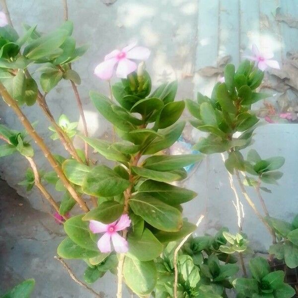 Catharanthus roseus Flower