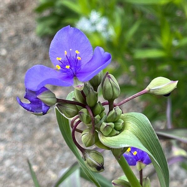 Tradescantia ohiensis Flower