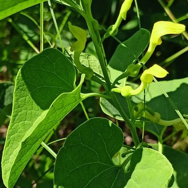 Aristolochia clematitis Лист