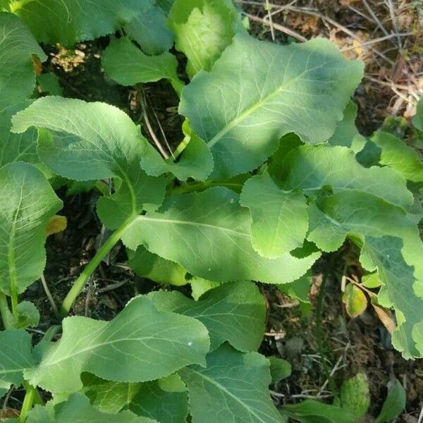 Opopanax chironium Leaf