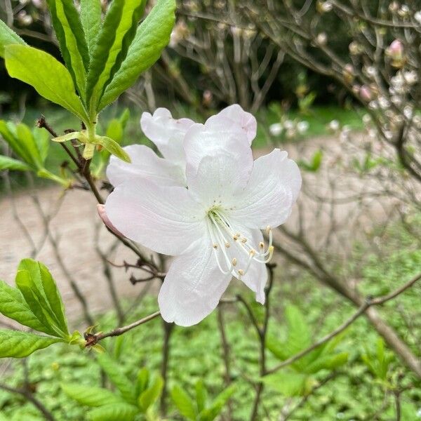 Rhododendron schlippenbachii ᱵᱟᱦᱟ