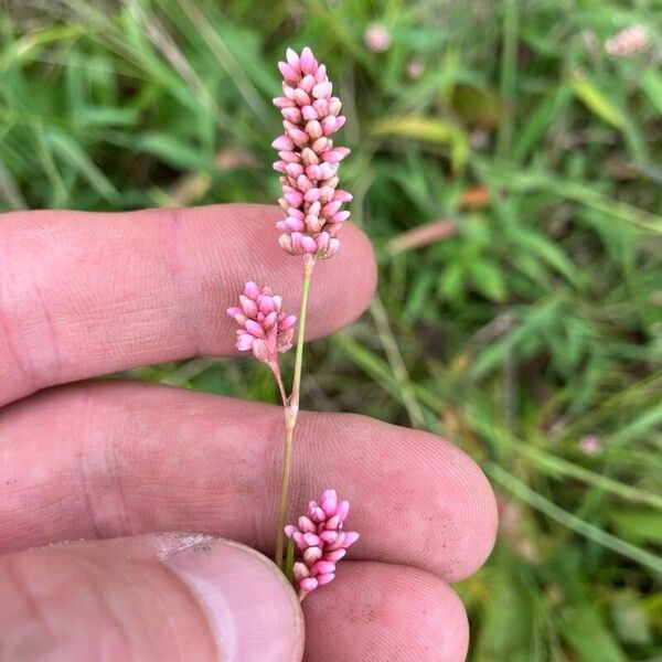 Persicaria punctata Flor