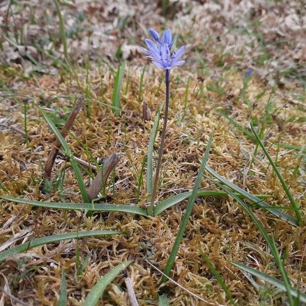 Hyacinthoides italica Buveinė