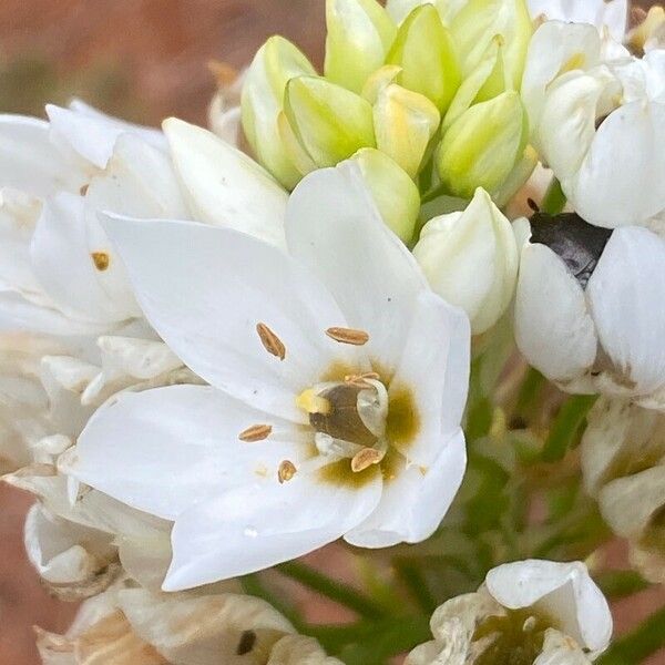 Ornithogalum thyrsoides 花