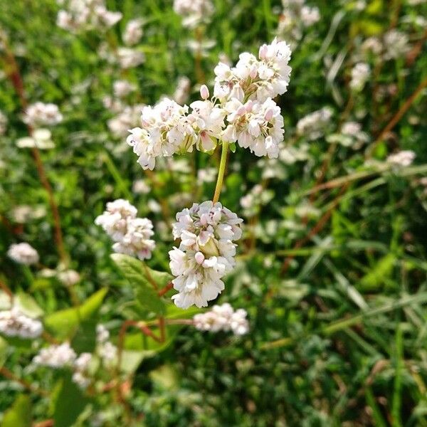 Fagopyrum esculentum Blüte