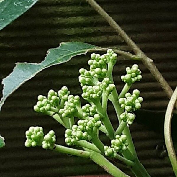 Tetradium daniellii Flower