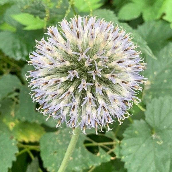 Echinops sphaerocephalus 花