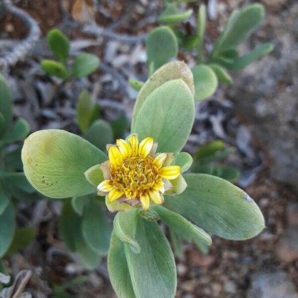 Borrichia arborescens 花