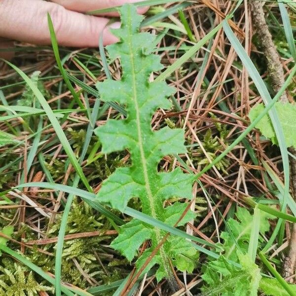 Cirsium filipendulum Leaf