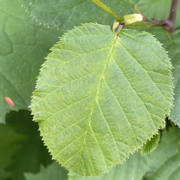 Alnus alnobetula Leaf