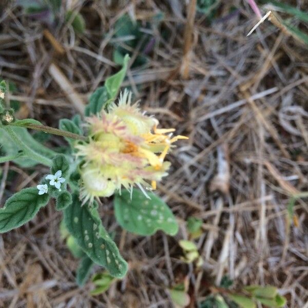 Calendula tripterocarpa Цвят