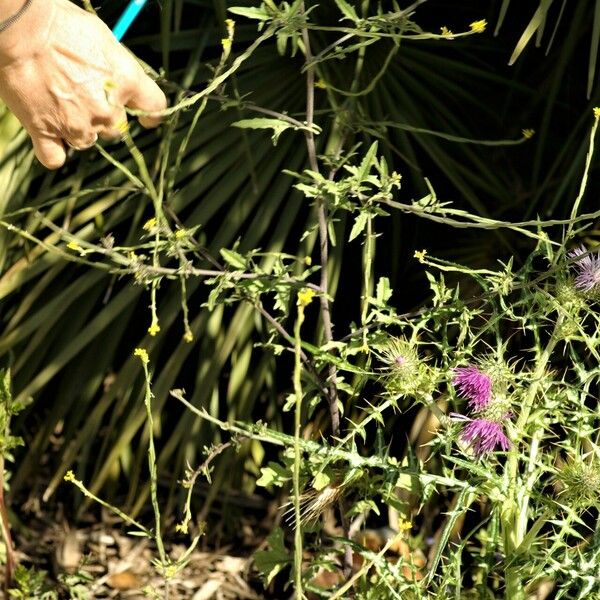 Sisymbrium officinale आदत