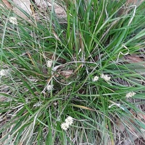 Carex humilis 花