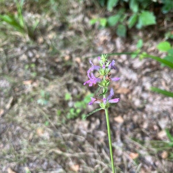 Betonica officinalis Flower