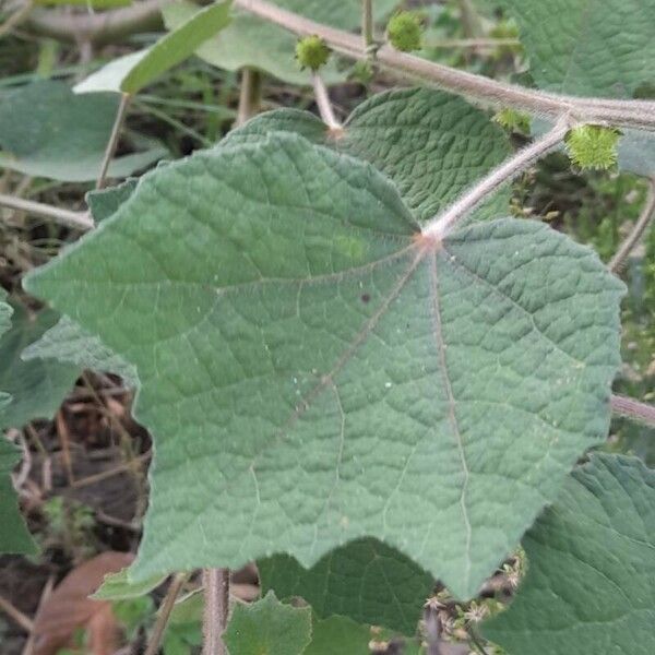 Urena lobata Leaf