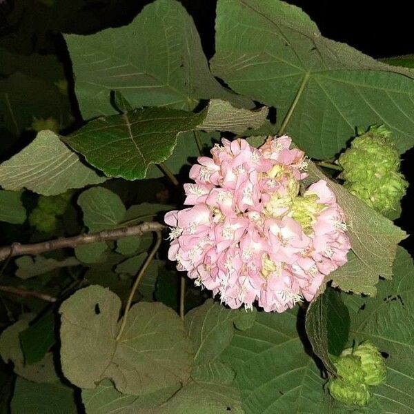 Dombeya wallichii Fiore