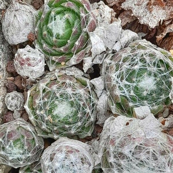 Sempervivum arachnoideum 叶