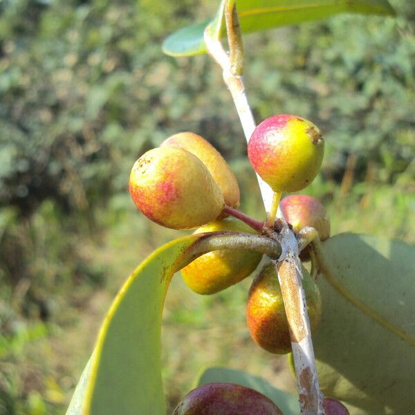 Eugenia astringens Fruit