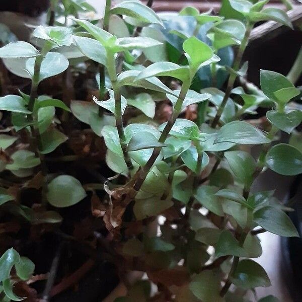 Callisia repens Folha