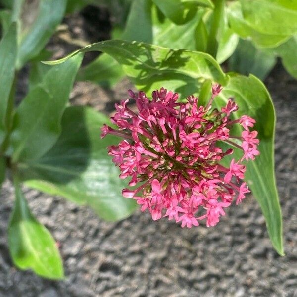 Centranthus ruber Λουλούδι