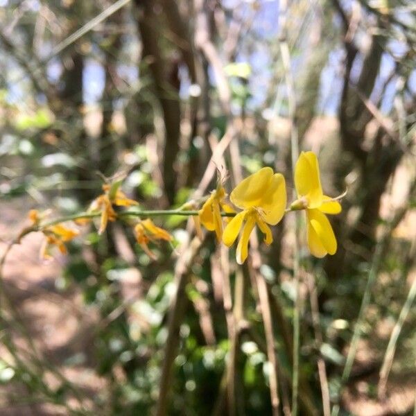 Spartium junceum Flower