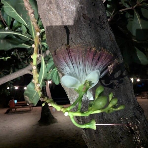 Barringtonia asiatica പുഷ്പം