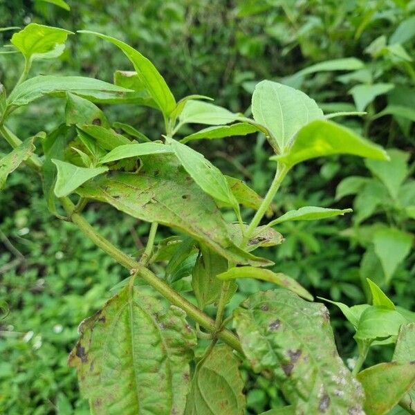 Chromolaena odorata Blad