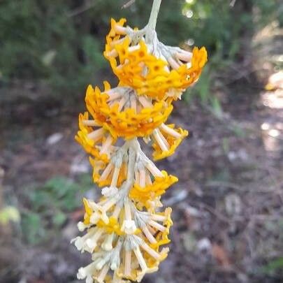 Buddleja madagascariensis Blomma