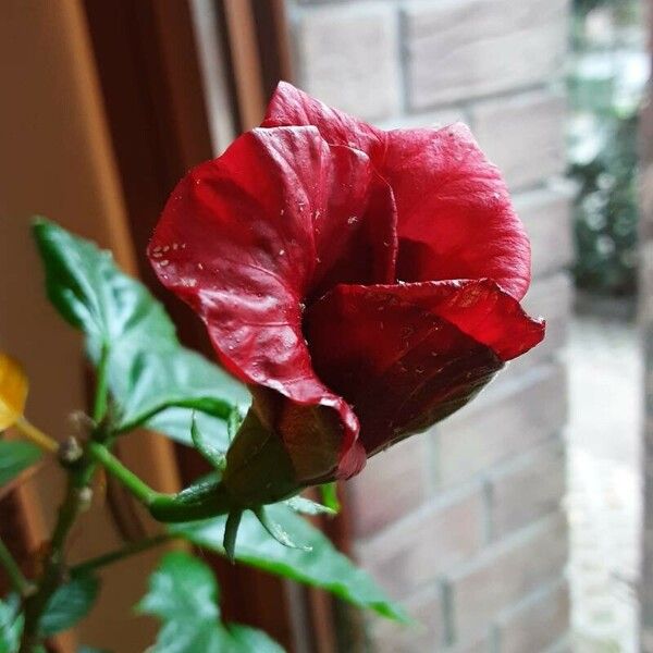 Hibiscus sabdariffa ফুল