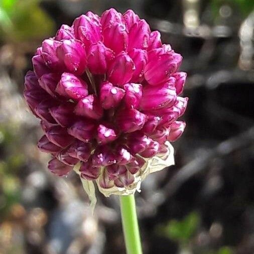 Allium vineale Floare