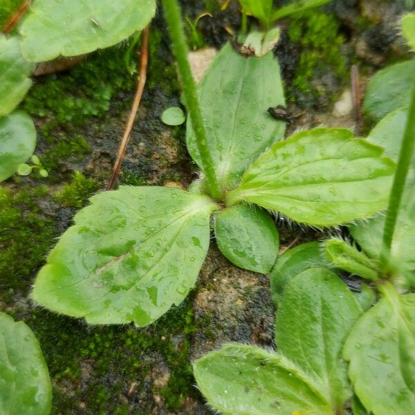 Ranunculus bullatus Blatt