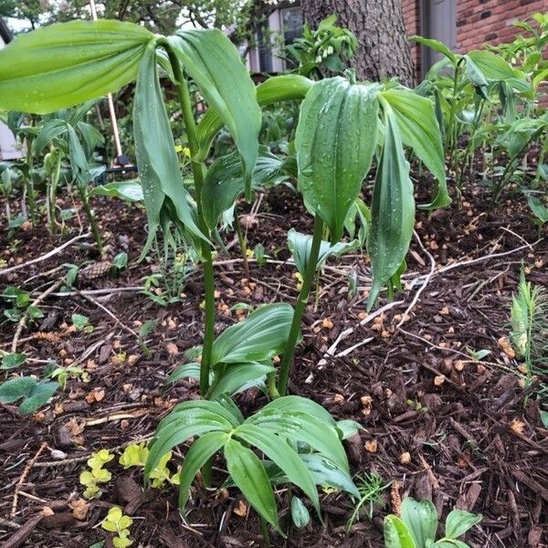 Uvularia grandiflora Blatt