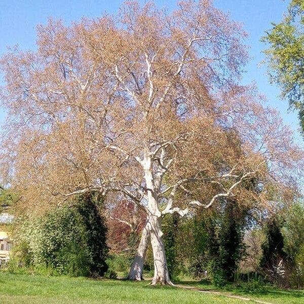 Platanus racemosa Bark