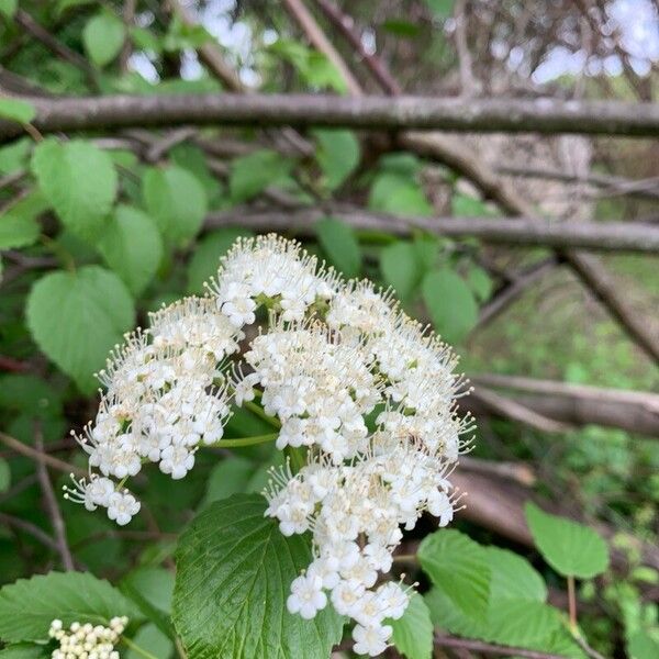 Viburnum dentatum Blomma