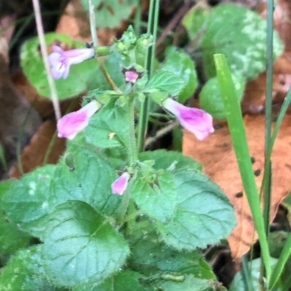 Clinopodium nepeta Deilen