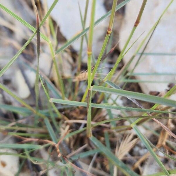 Aristida adscensionis Ŝelo