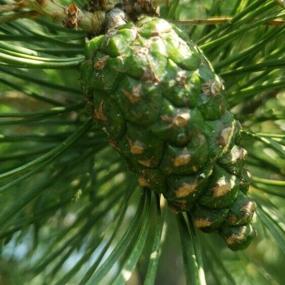 Pinus sylvestris Frukt