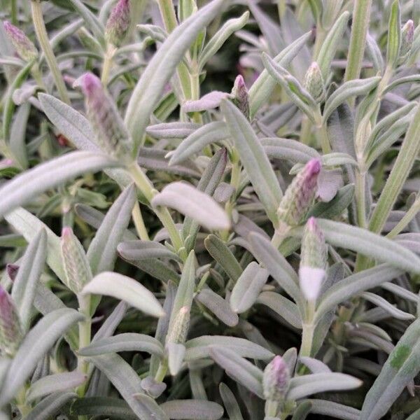 Lavandula stoechas Blad