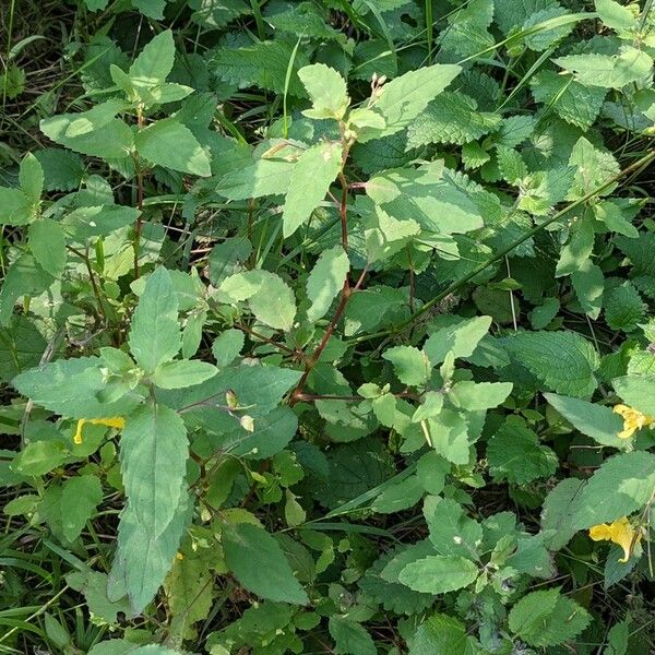 Impatiens noli-tangere Habitus