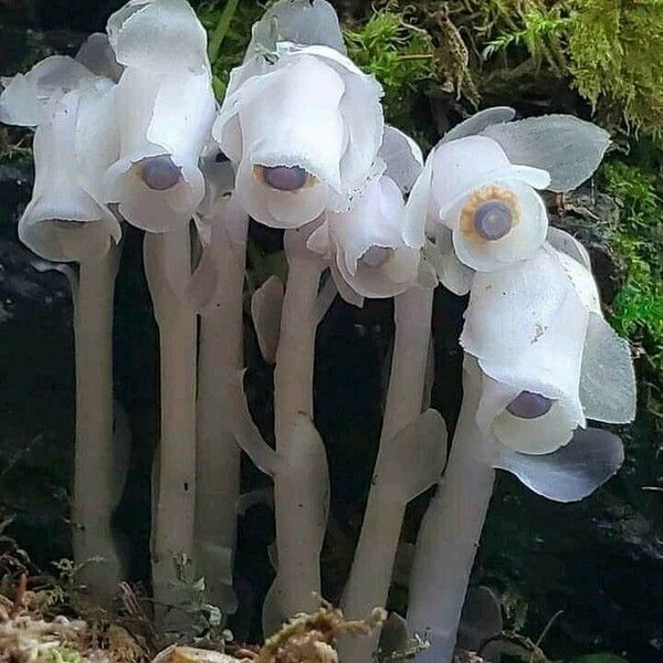 Monotropa uniflora पत्ता