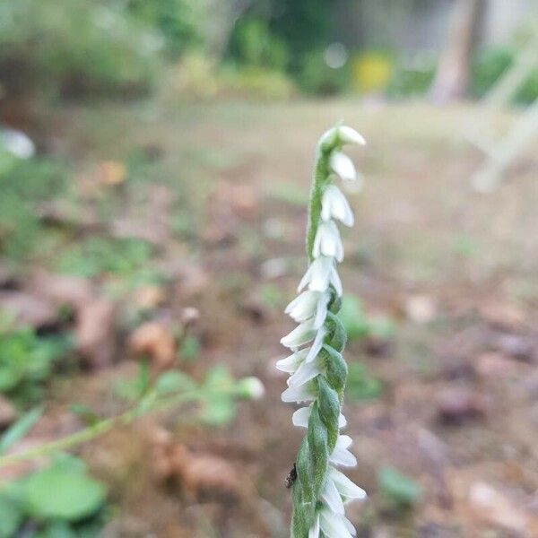 Spiranthes spiralis Flower