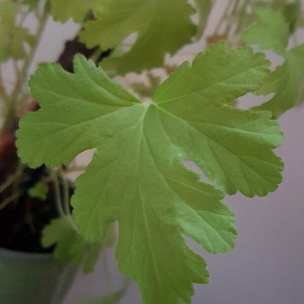 Pelargonium graveolens Leaf