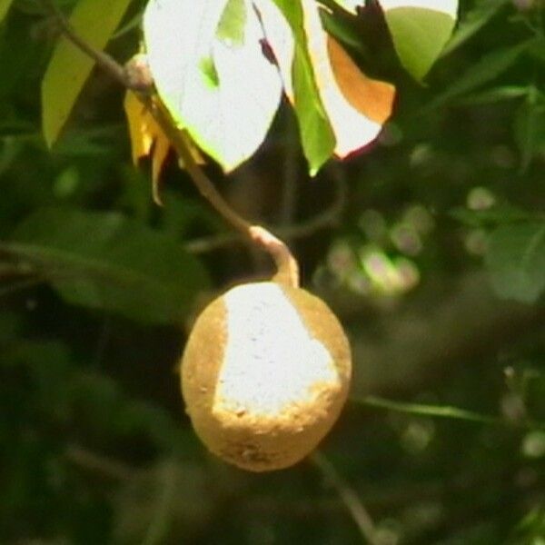 Saba senegalensis 果實