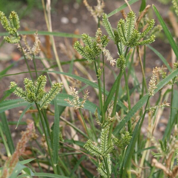 Eleusine coracana Blomma