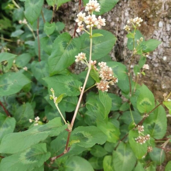 Persicaria chinensis Folha