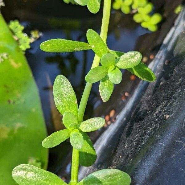 Bacopa monnieri Levél