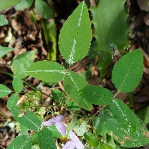 Desmodium uncinatum Лист