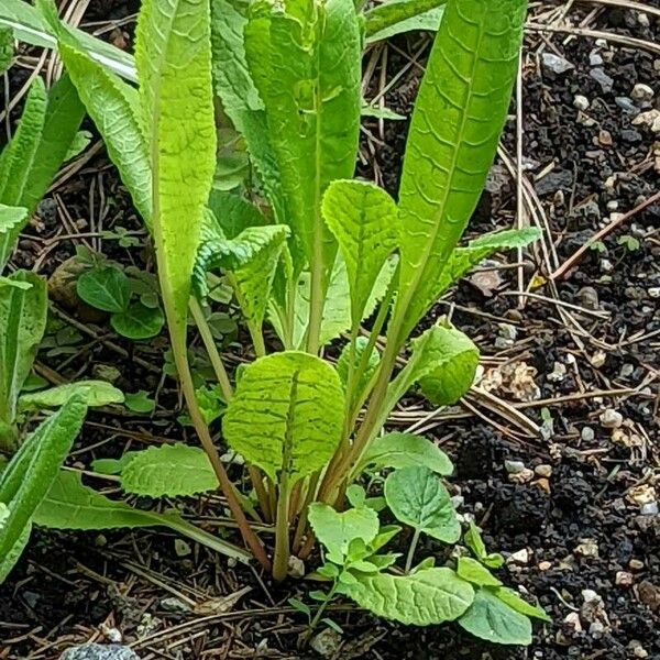 Primula sikkimensis Folha