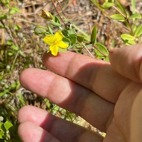 Hypericum tetrapetalum Blomst